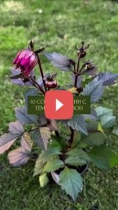 10 сортов георгин с тёмной листвой