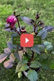 10 сортов георгин с тёмной листвой