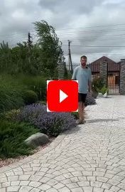 Альтернатива лаванде на участке