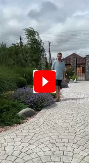 Альтернатива лаванде на участке