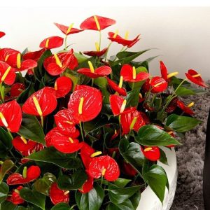 Антуриум не цветет? Узнай тайну, почему так происходит!