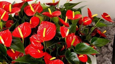 Антуриум не цветет? Узнай тайну, почему так происходит!