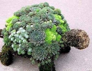 Черепаха из суккулентов: создаем зеленое чудо