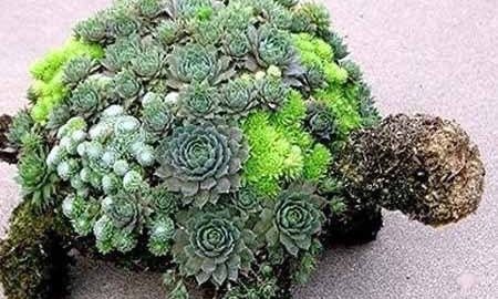 Черепаха из суккулентов: создаем зеленое чудо