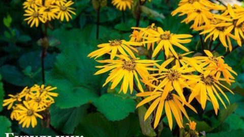 Декоративные растения для оформления участка