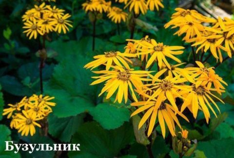 Декоративные растения для оформления участка