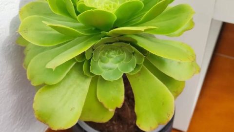 Эониум канарский: очарование экзотического суккулента