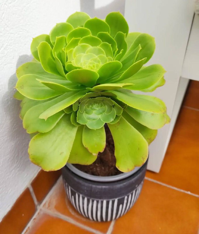 Эониум канарский: очарование экзотического суккулента