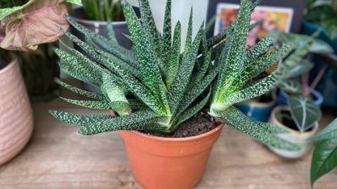 Гастерия: яркий акцент на вашем подоконнике