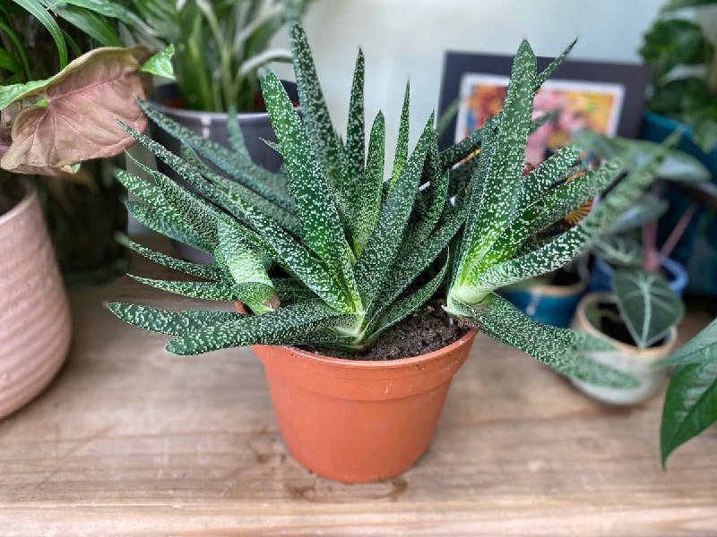 Гастерия: яркий акцент на вашем подоконнике