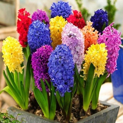 Гиацинт: не заливайте, иначе будете без цветов!