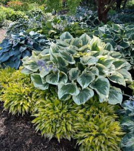 Хоста — королева тенистого сада!