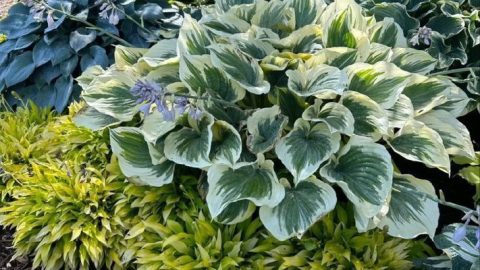 Хоста — королева тенистого сада!