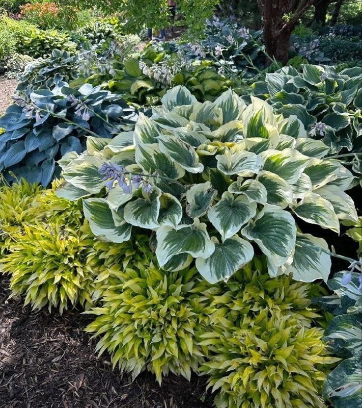 Хоста — королева тенистого сада!