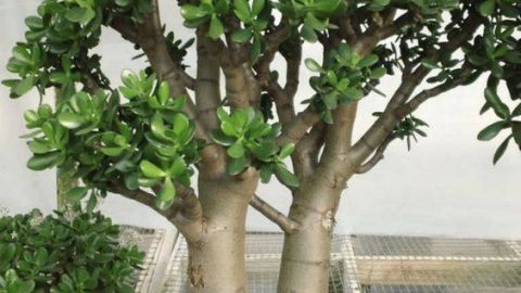 Как вырастить мощную толстянку не за 20 лет, а гораздо быстрее.