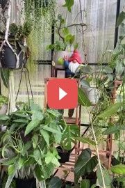 Когда не стоит стимулировать рост комнатных растений