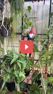 Когда не стоит стимулировать рост комнатных растений