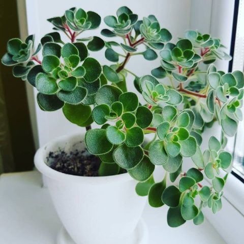 Комнатные растения: Аихризон — «Дерево любви»: как заставить суккулент цвести и красиво расти