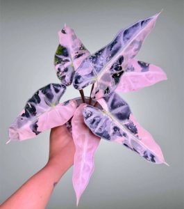 Комнатные растения: Алоказия: секреты ухода за экзотической принцессой