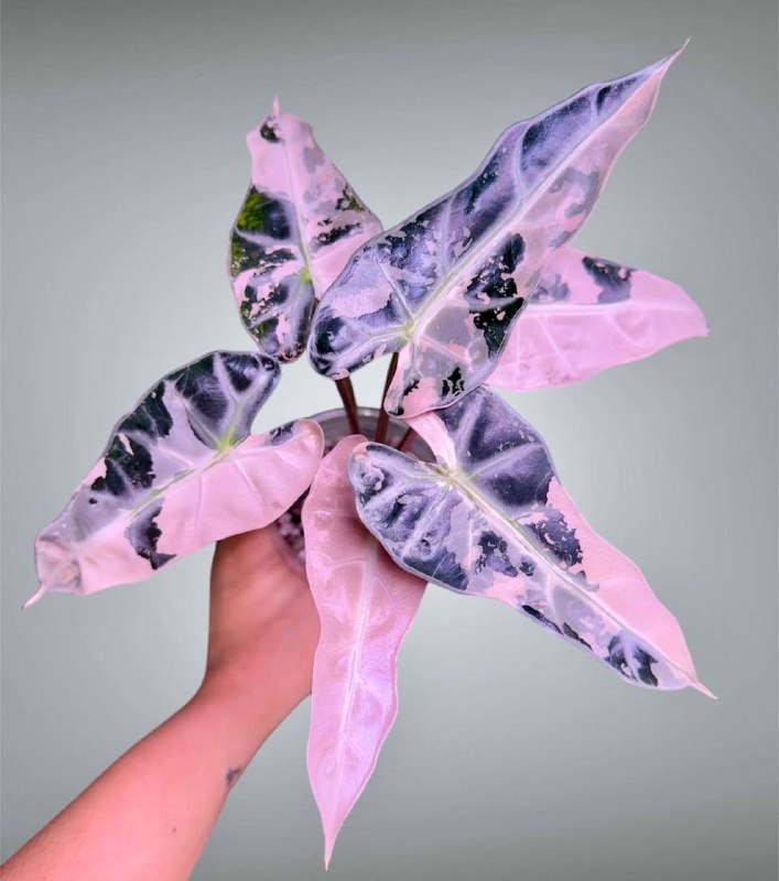 Комнатные растения: Алоказия: секреты ухода за экзотической принцессой