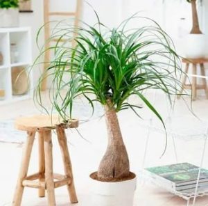 Комнатные растения: Бокарния: как избежать желтения листьев