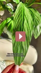 Комнатные растения: Быстрая реанимация спатифиллума