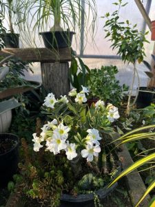 Комнатные растения: Детский садик: как создать композицию из суккулентов