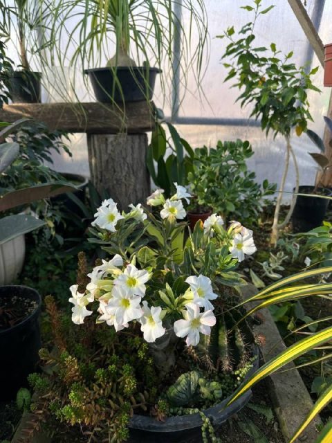 Комнатные растения: Детский садик: как создать композицию из суккулентов