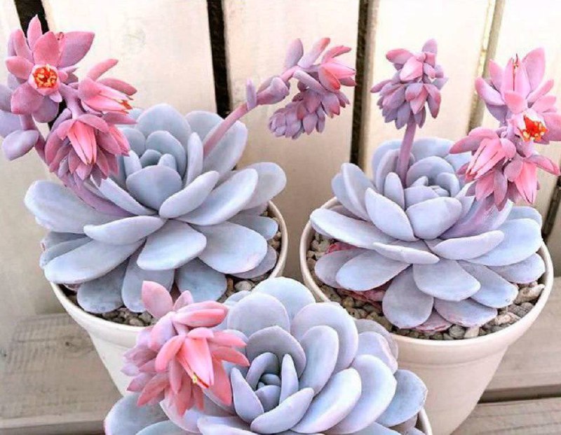 Комнатные растения: Эхеверии: красота и неприхотливость в вашем доме