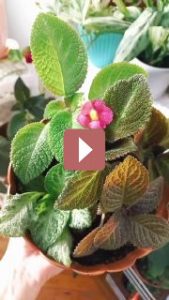 Комнатные растения: Эписция: секреты ухода за "медной жертвицей"