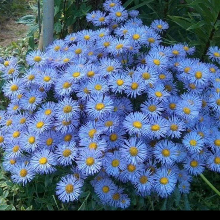 Комнатные растения: Эригерон: яркий акцент для вашего интерьера