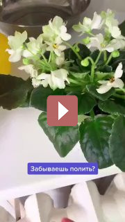 Комнатные растения: Фиалка: секреты успешного цветения