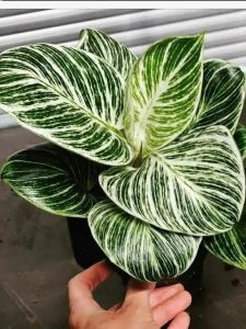 Комнатные растения: Филодендрон Биркин: секреты ухода за стильным зеленым питомцем