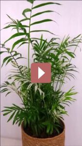 Комнатные растения: Хамедорея: как создать тропический уют в вашем доме