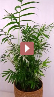 Комнатные растения: Хамедорея: как создать тропический уют в вашем доме