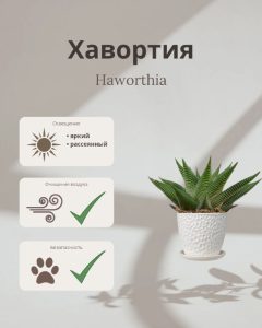 Комнатные растения: Хавортия Лимифолия Твист: секреты ухода за вашим зелёным другом