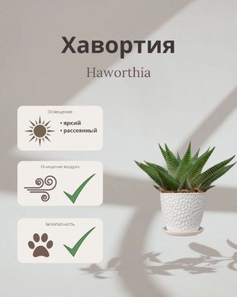 Комнатные растения: Хавортия Лимифолия Твист: секреты ухода за вашим зелёным другом