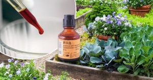 Комнатные растения: Йодовая подкормка для пышного цветения герани