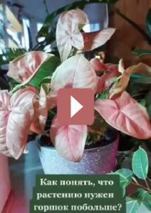 Комнатные растения: Как понять, что растению нужен горшок побольше?