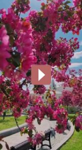 Комнатные растения: Как создать уютный уголок с зелеными растениями