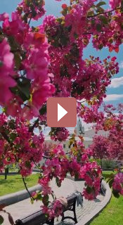 Комнатные растения: Как создать уютный уголок с зелеными растениями