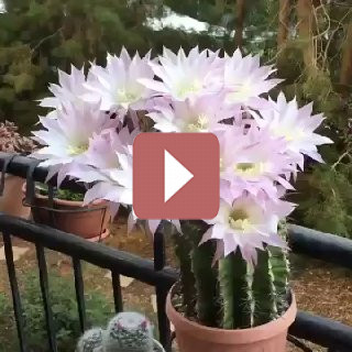 Комнатные растения: Как создать уютный уголок: секреты фитодизайна