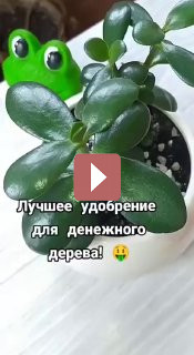 Комнатные растения: Как ухаживать за денежным деревом: секреты успеха