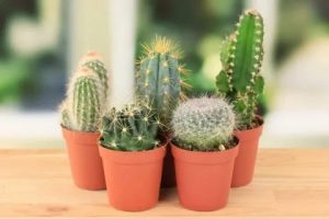 Комнатные растения: Как выбрать горшок для кактуса: идеальный выбор для колючих друзей