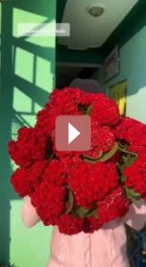 Комнатные растения: Каланхоэ: советы по уходу и секреты цветения