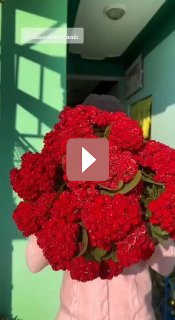 Комнатные растения: Каланхоэ: советы по уходу и секреты цветения