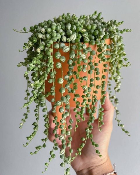 Комнатные растения: Крестовник Роули: секреты ухода за оригинальным суккулентом