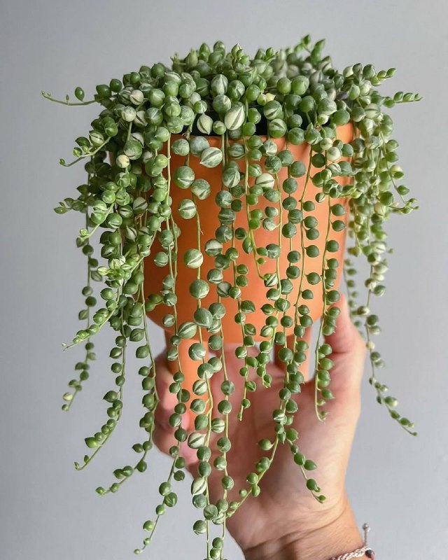 Комнатные растения: Крестовник Роули: секреты ухода за оригинальным суккулентом