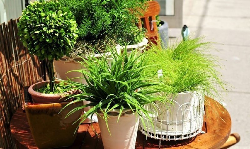 Комнатные растения: Лимонная кислота для комнатных цветов: секреты успешного полива