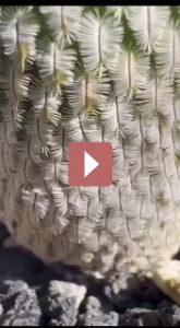 Комнатные растения: Маммиллярия Пектинифера: очарование кактусового мира